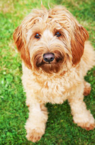 Young Goldendoodle Dog